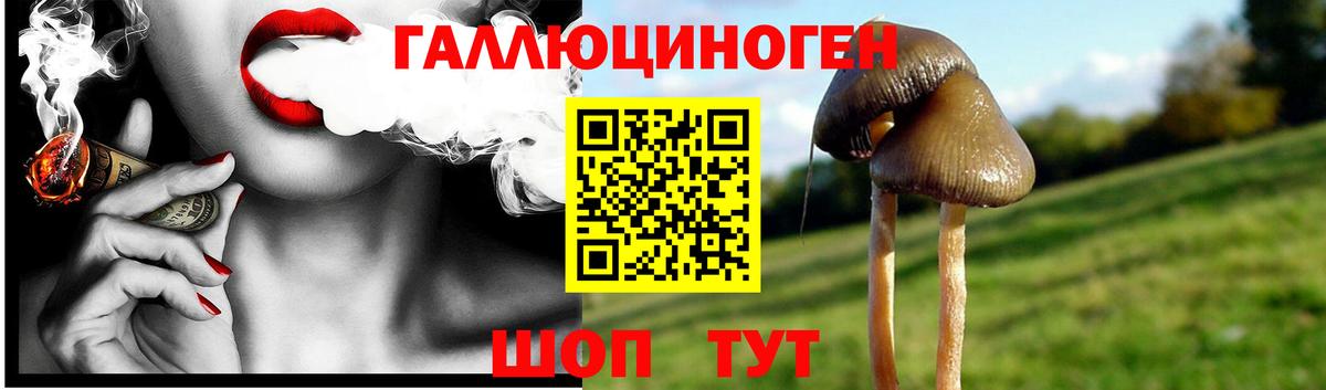 Псилоцибиновые грибы Psilocybine cubensis Славянск-на-Кубани